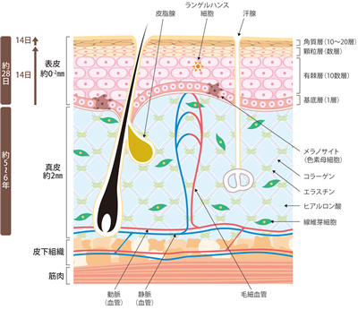 肌断面図